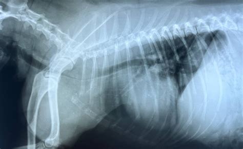 collapsed doggy|Collapsed Trachea in Dogs: Causes, Signs, and Treatment